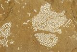 Ordovician Kukersite Oil Shale with Bryozoan Fossils - Russia #369556-1
